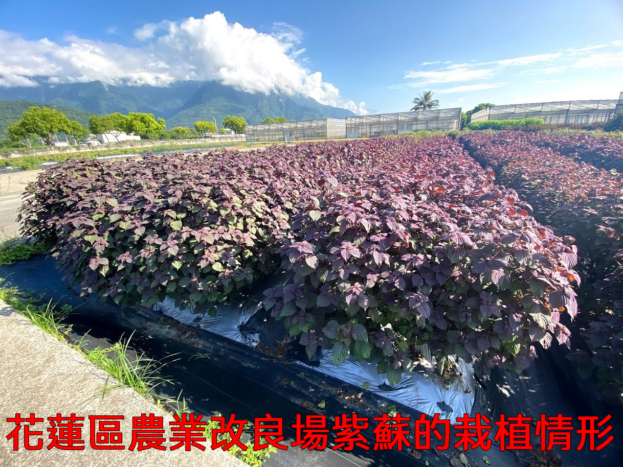1782312455659064.jpg 2026junpmb630daaee7165bbfb61861b.jpg